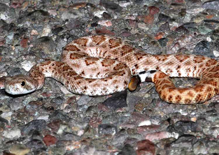 Baby Western Diamondback Rattlesnake. Baby Western Diamondback Rattlesnake. Photo by Brian Magnier from Getty Images.